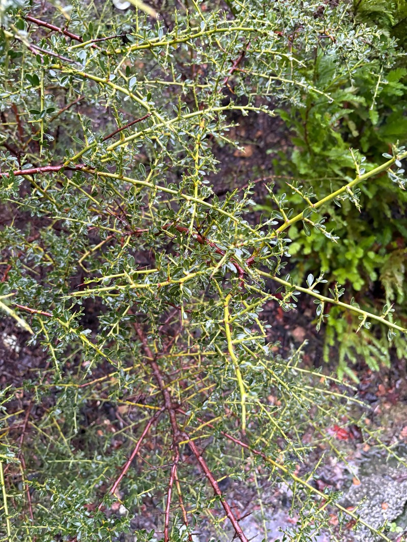 Pickeringia montana var. montana