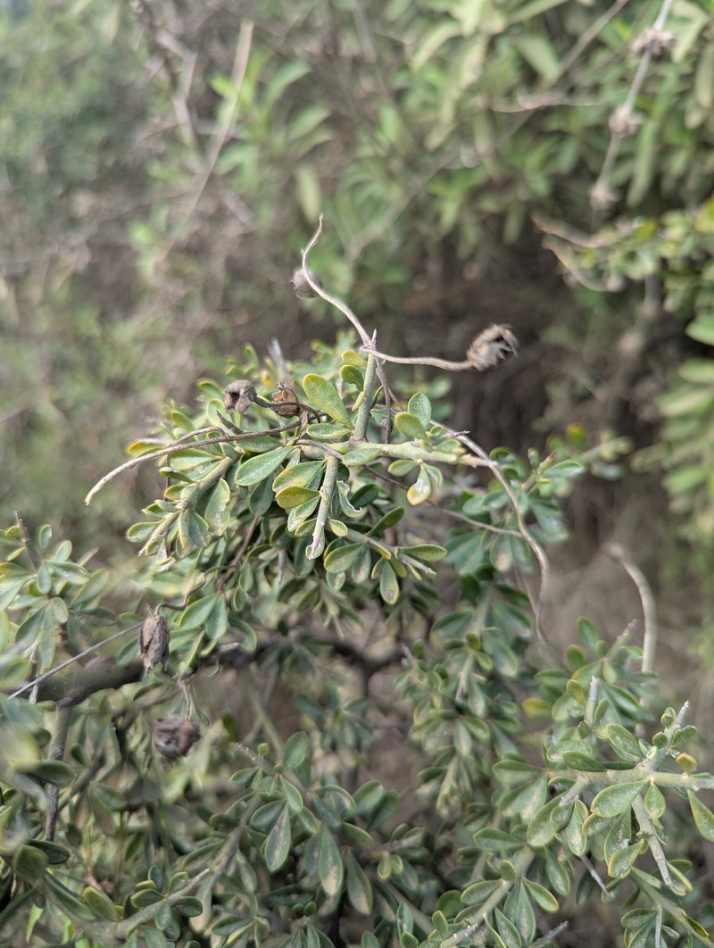 Pickeringia montana var. montana photo 3