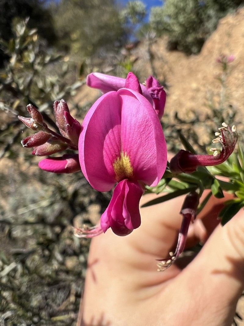Pickeringia montana var. montana photo 6