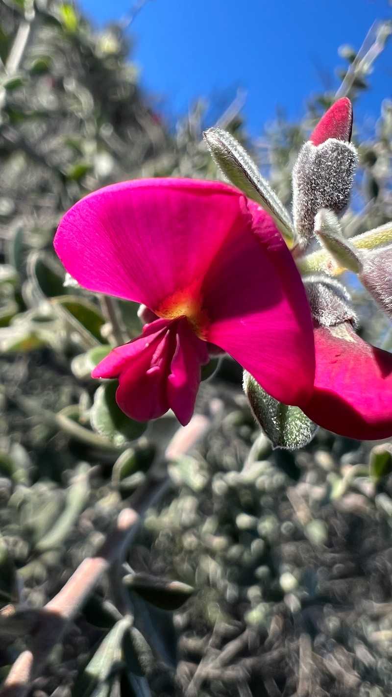 Pickeringia montana var. tomentosa