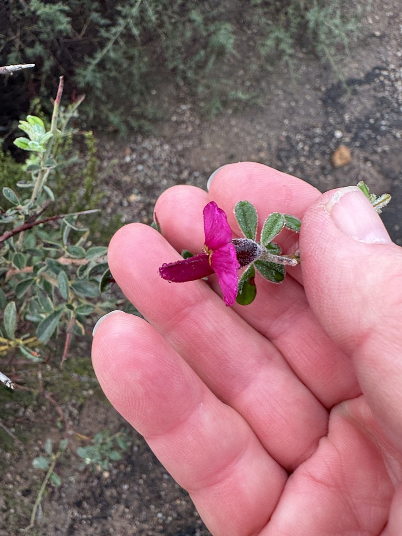 Pickeringia montana var. tomentosa photo 2