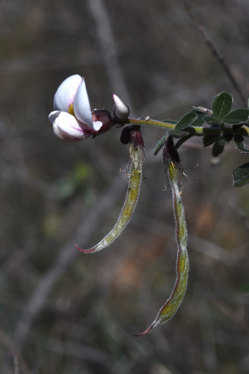 Pickeringia montana var. tomentosa photo 4