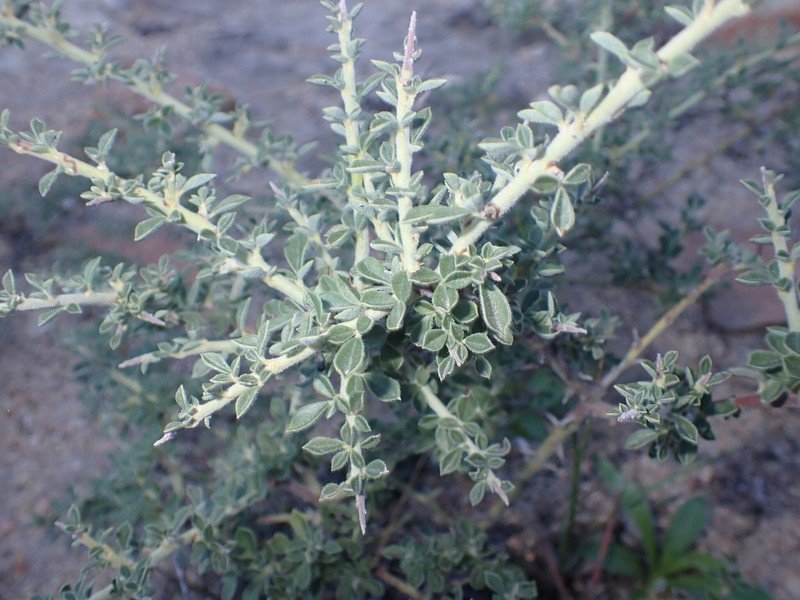 Pickeringia montana var. tomentosa photo 5