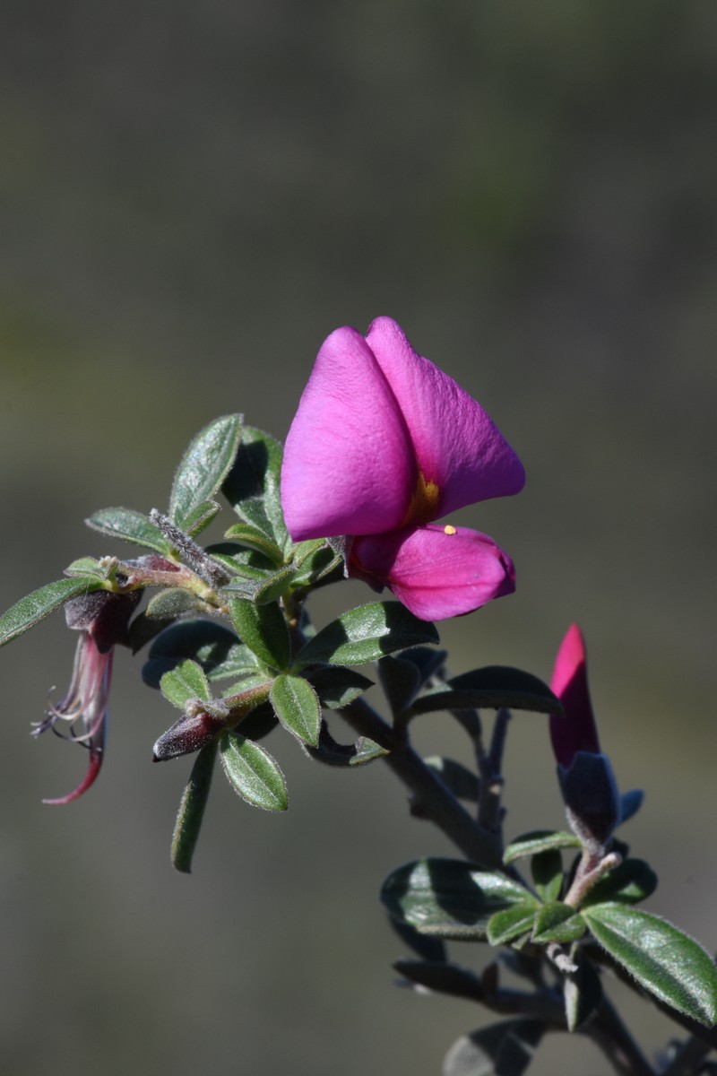 Pickeringia montana var. tomentosa photo 6