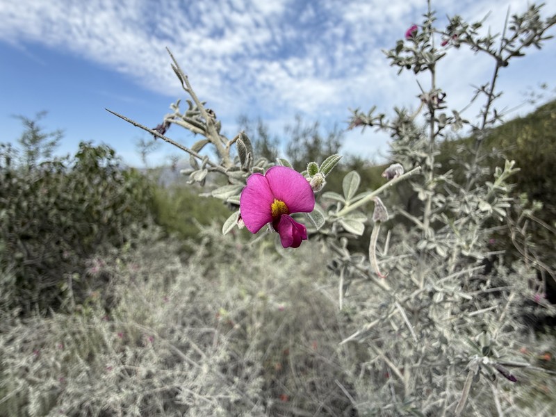 Pickeringia montana var. tomentosa photo 7