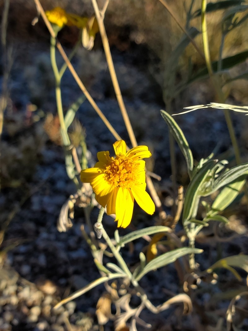 Hairyseed Bahia