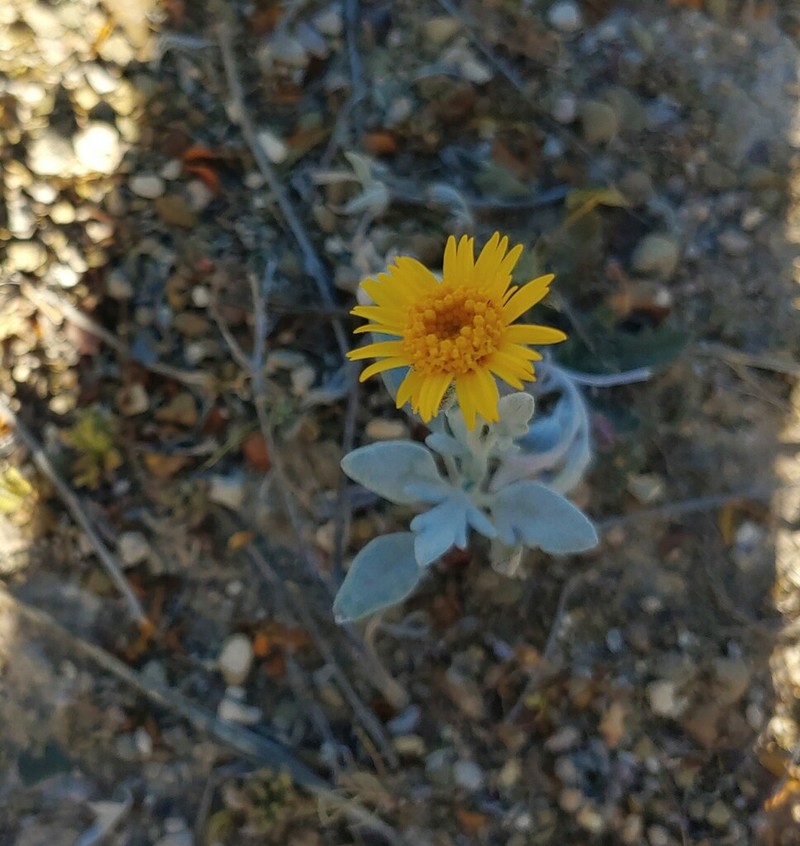Hairyseed Bahia photo 2
