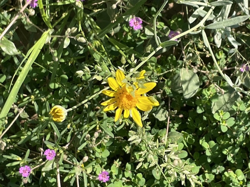 Hairyseed Bahia photo 3