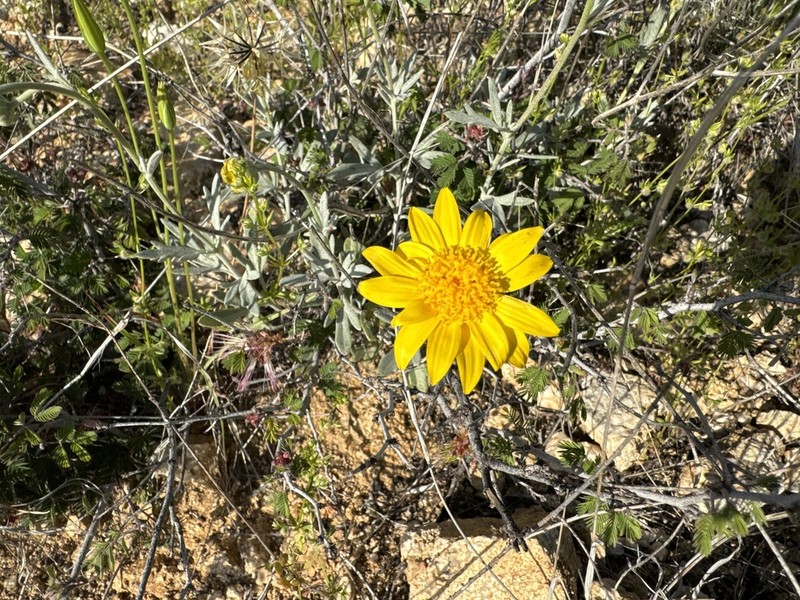 Hairyseed Bahia photo 4