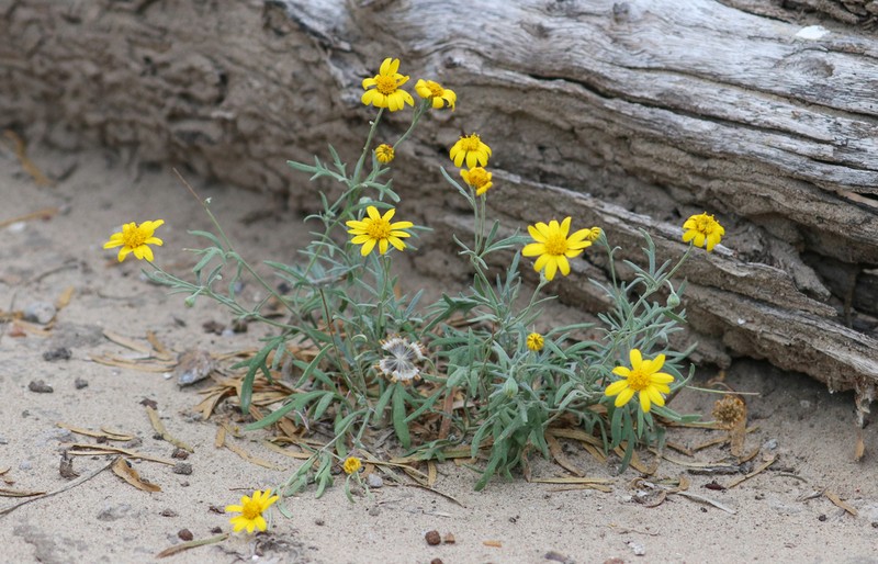 Hairyseed Bahia photo 5