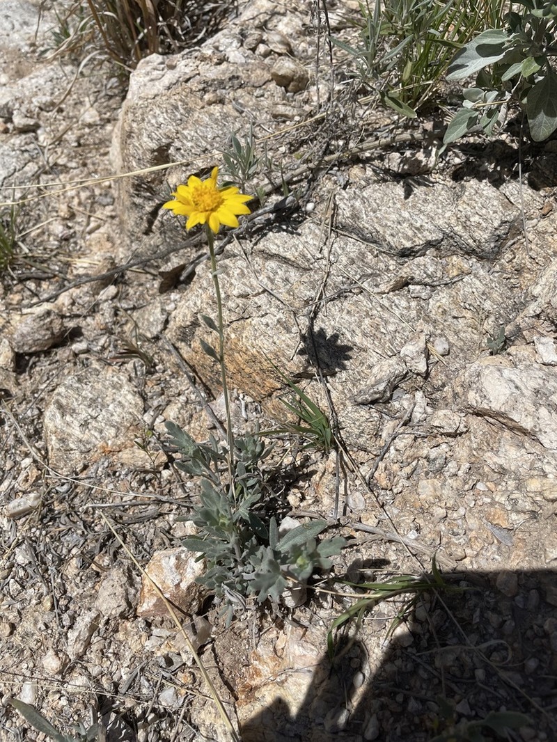 Hairyseed Bahia photo 6