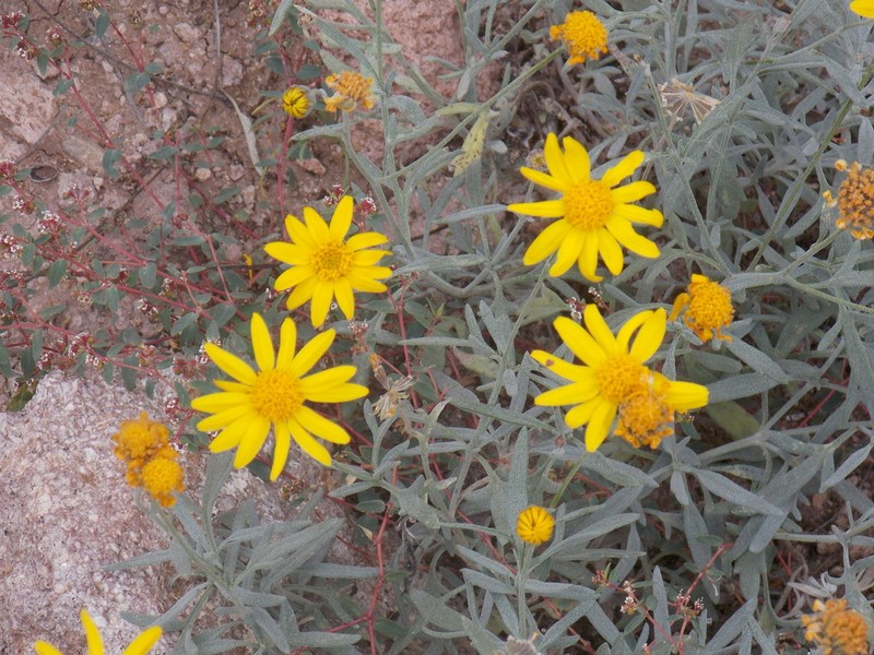 Hairyseed Bahia photo 7