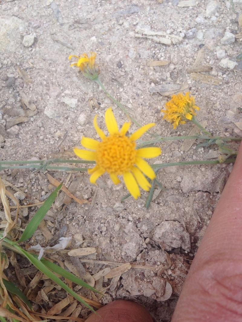 Hairyseed Bahia photo 8