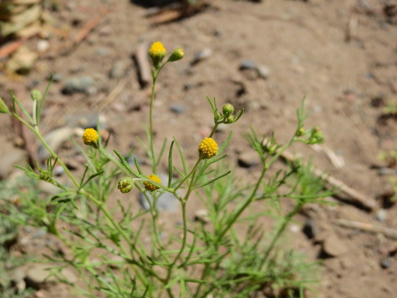 Manyflower False Threadleaf