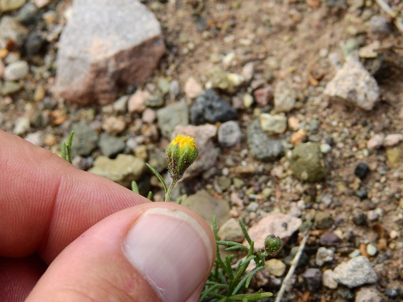 Manyflower False Threadleaf photo 3