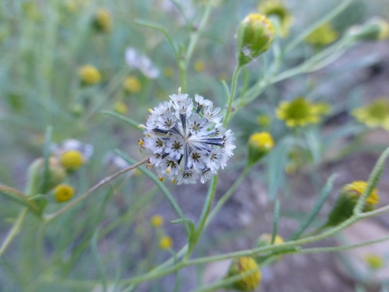 Manyflower False Threadleaf photo 5