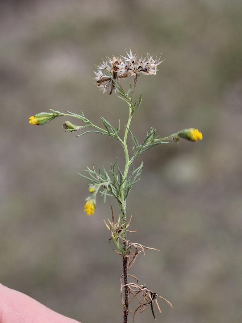 Manyflower False Threadleaf photo 7