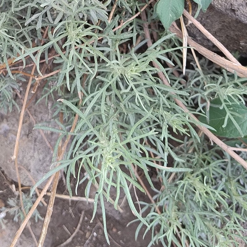 Picradeniopsis pringlei
