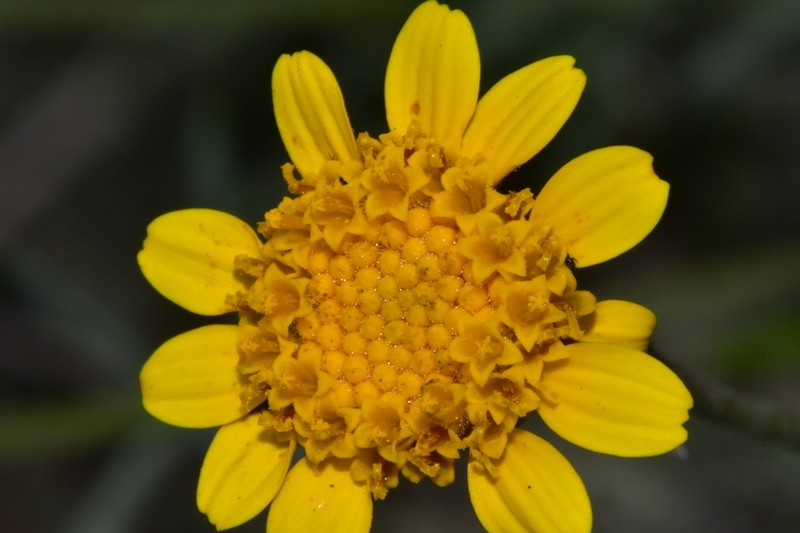 Picradeniopsis pringlei photo 2