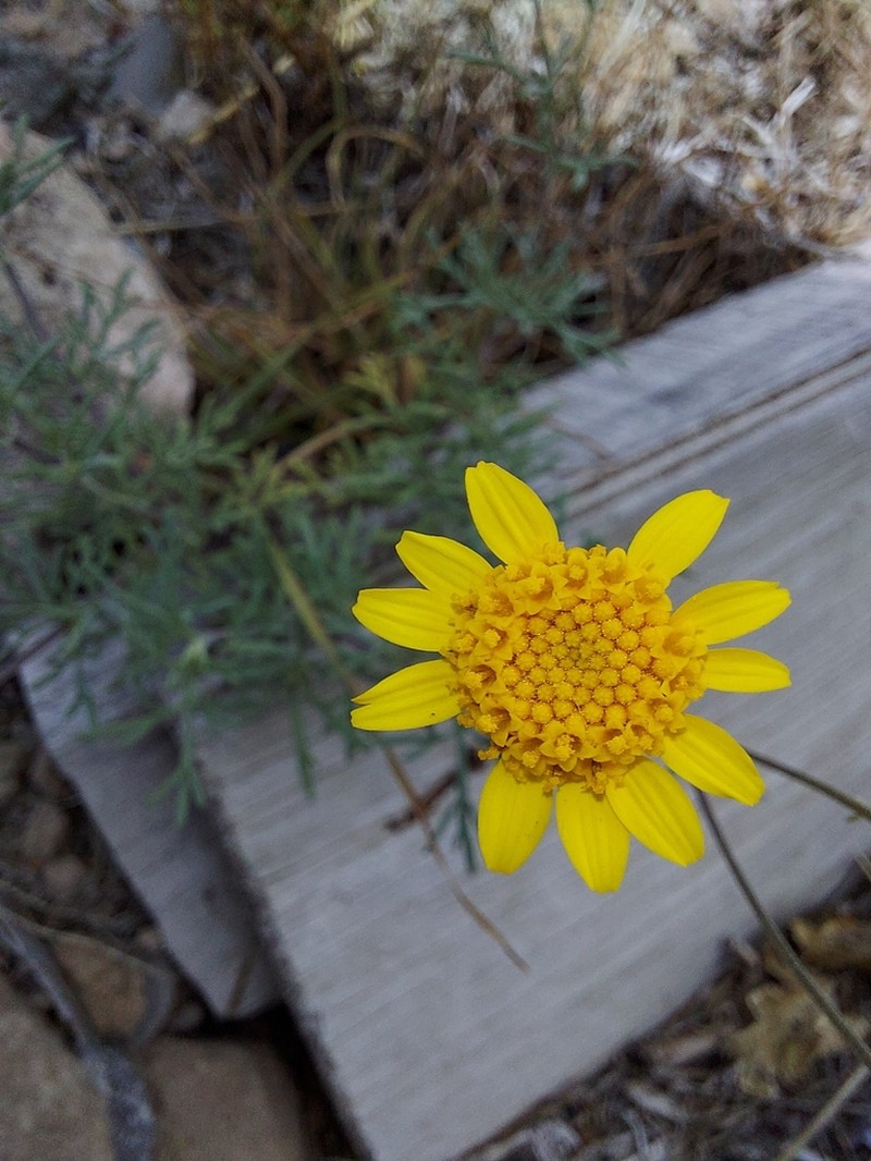 Picradeniopsis pringlei photo 3