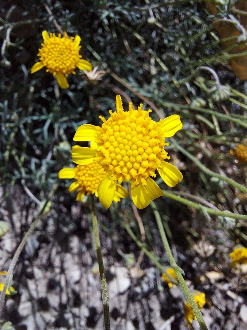 Picradeniopsis pringlei photo 4