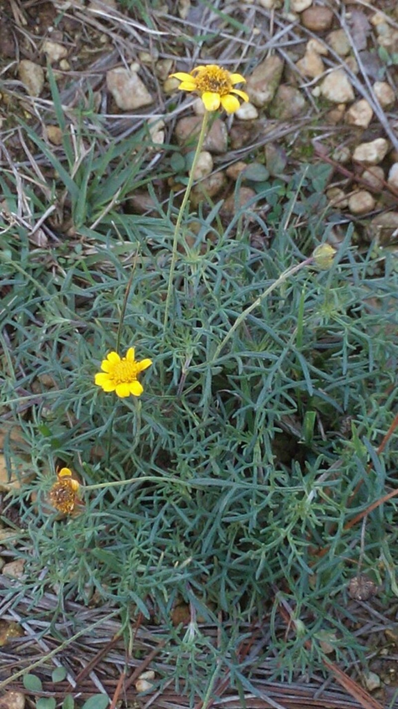 Picradeniopsis pringlei photo 5