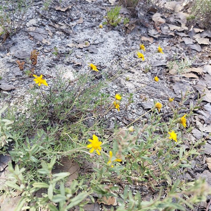 Picradeniopsis pringlei photo 6