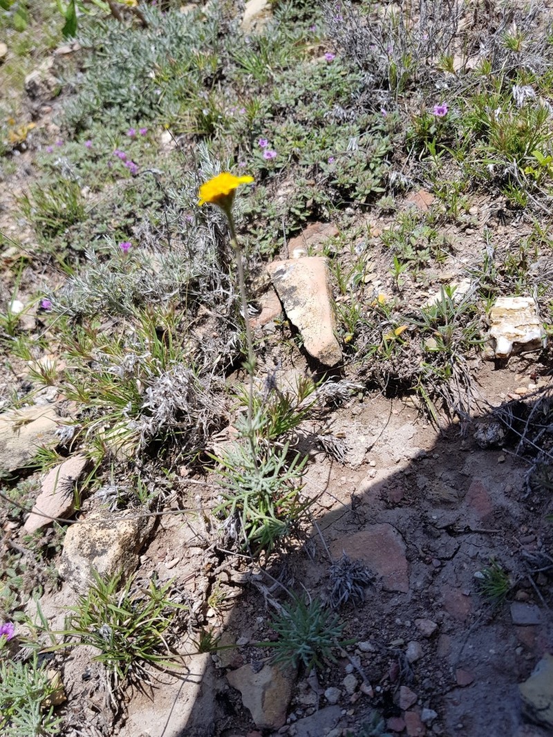 Picradeniopsis pringlei photo 7