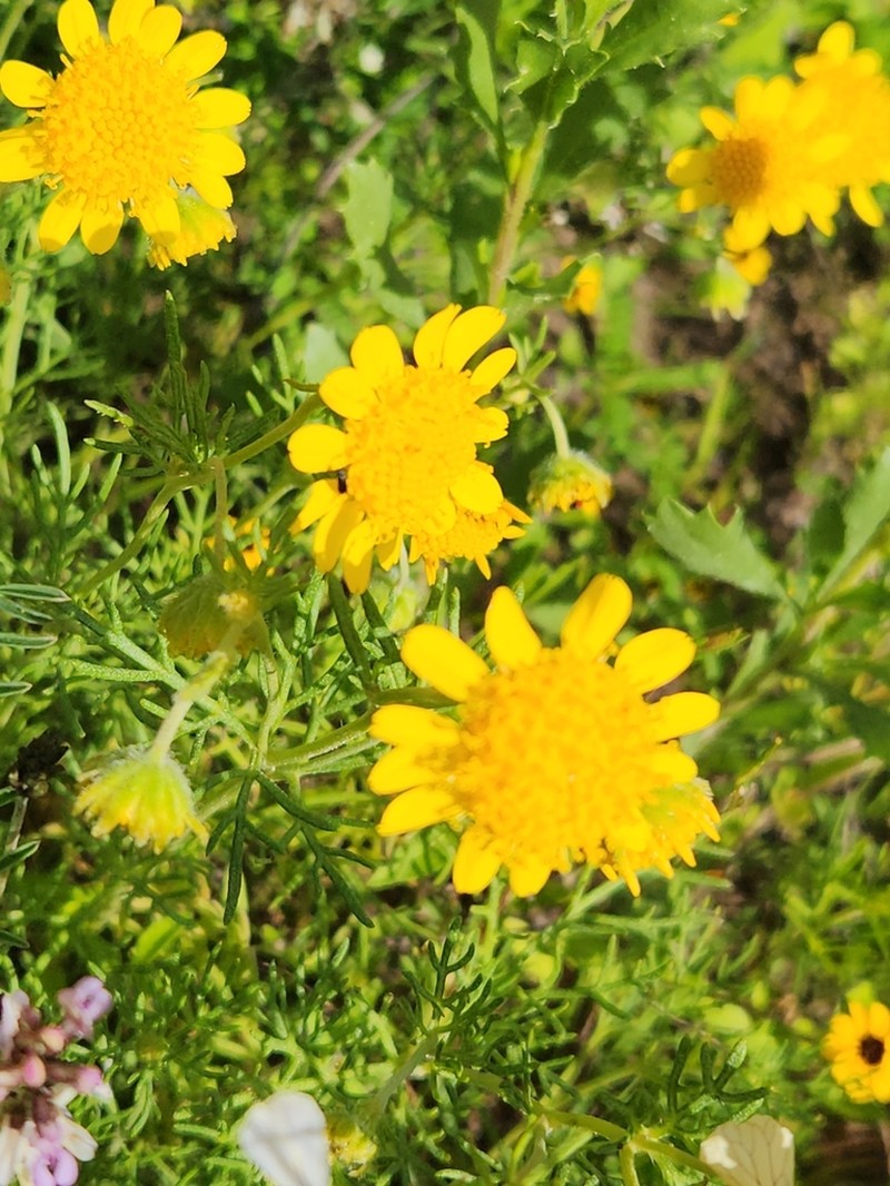 Picradeniopsis pringlei photo 8