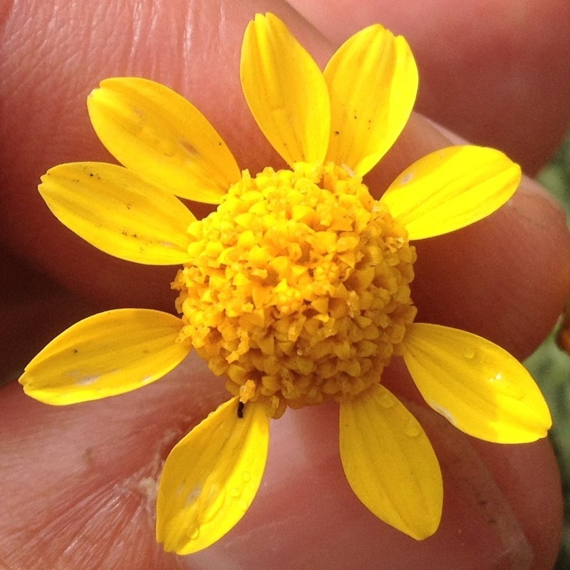 Picradeniopsis xylopoda