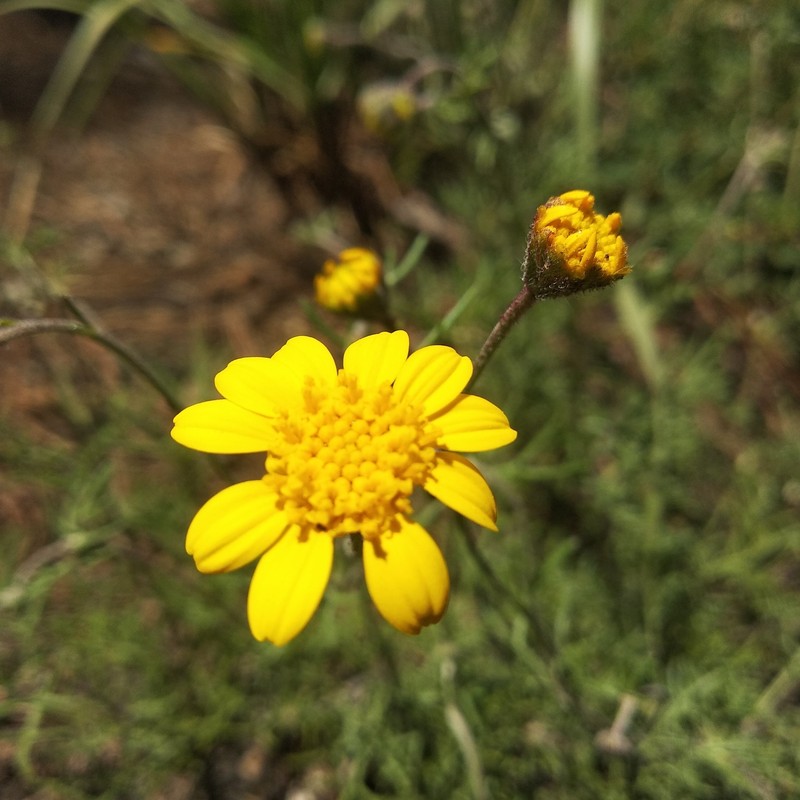 Picradeniopsis xylopoda photo 4