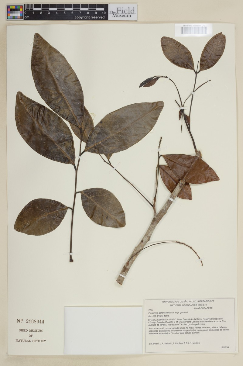 Picramnia gardneri subsp. gardneri
