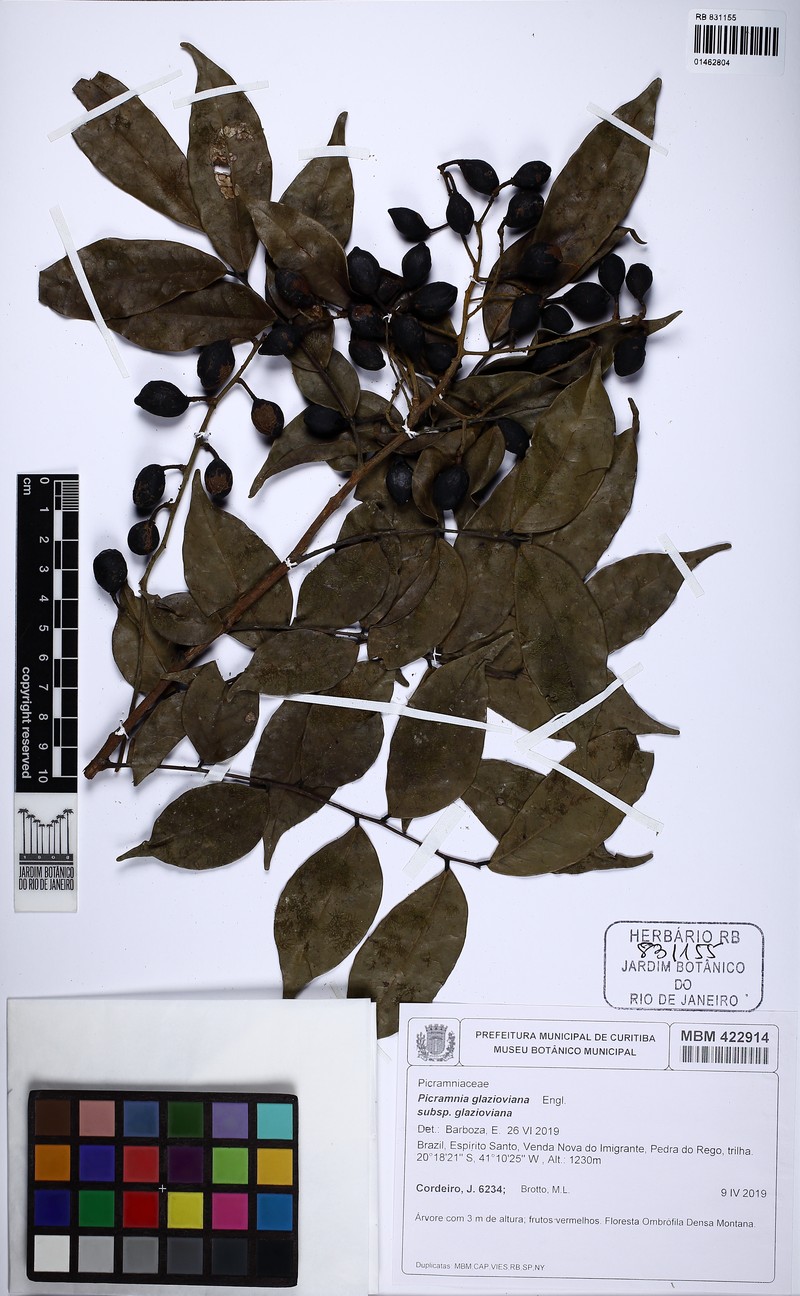 Picramnia glazioviana subsp. glazioviana