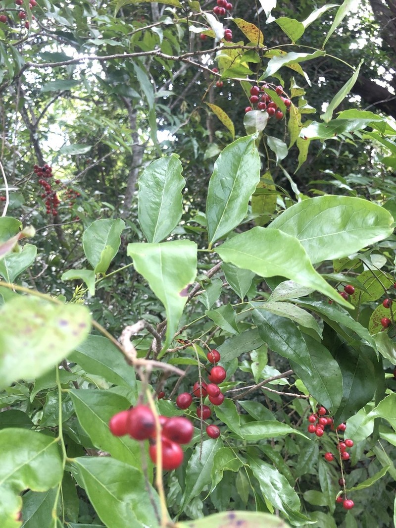 Florida Bitterbush