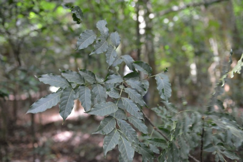 Bitterwood photo 7