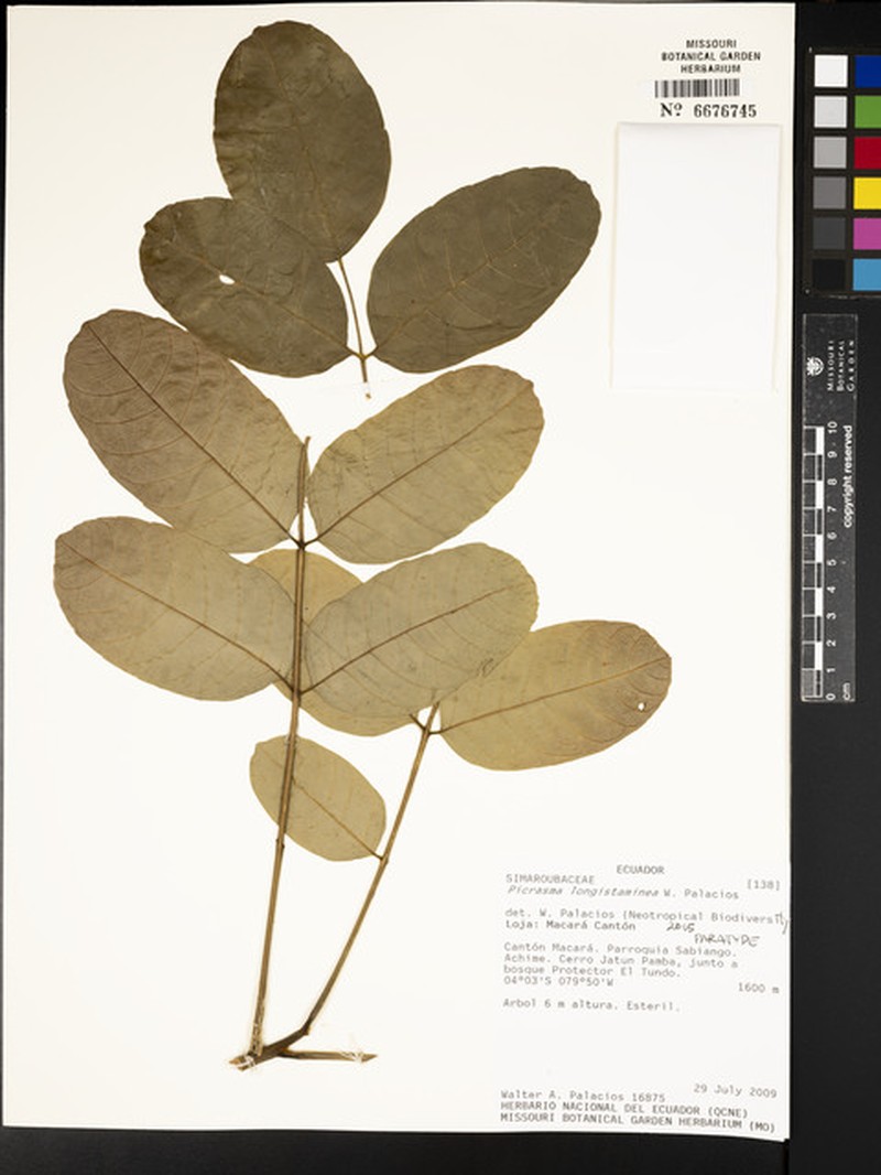 Picrasma longistaminea
