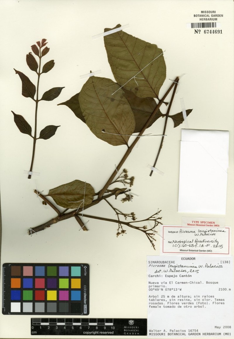 Picrasma longistaminea photo 2