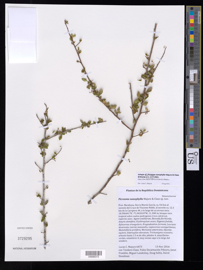 Picrasma nanophylla