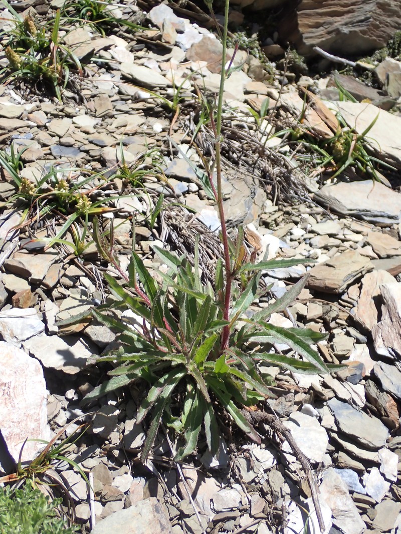 Picris angustifolia subsp. morrisonensis
