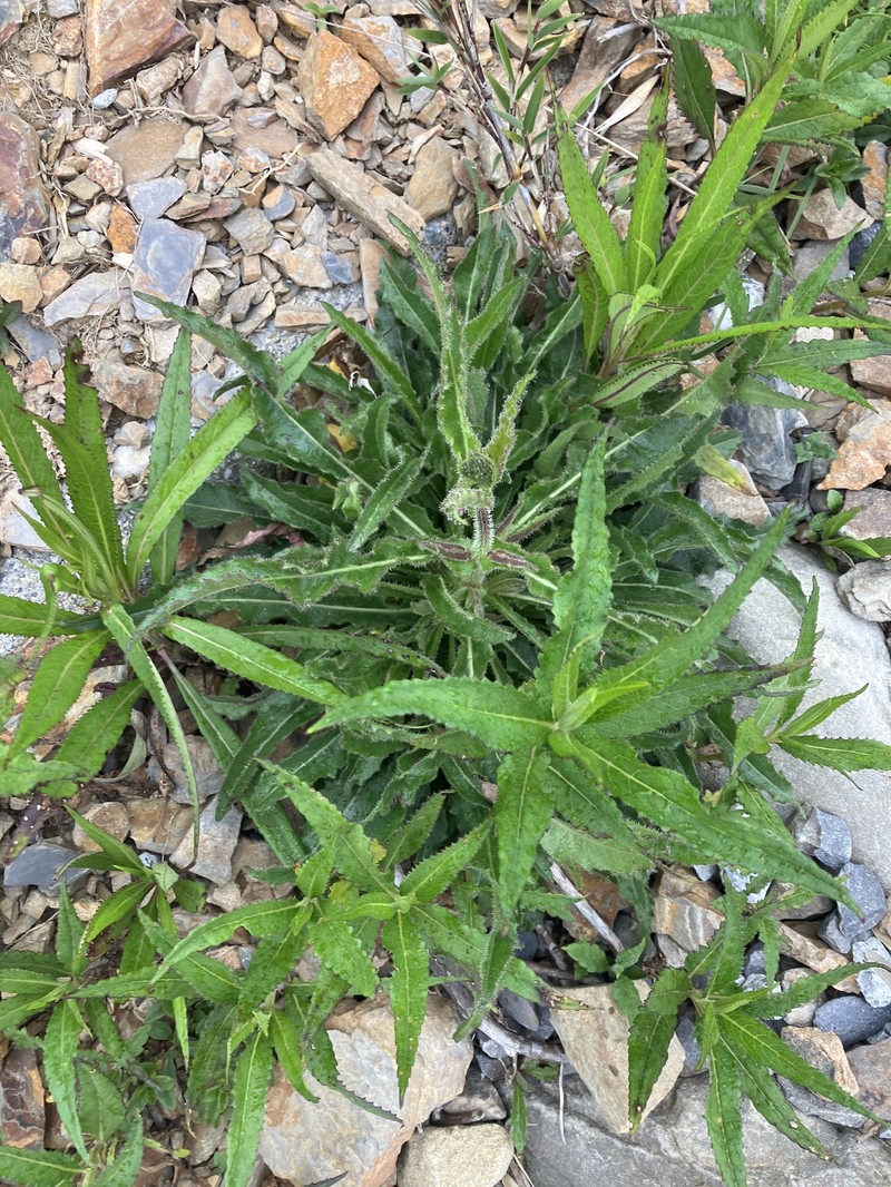 Picris angustifolia subsp. morrisonensis photo 2