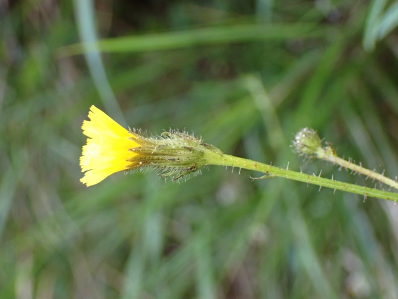 Picris angustifolia subsp. morrisonensis photo 3