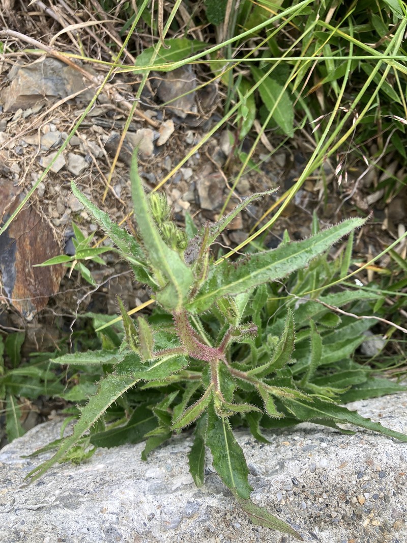 Picris angustifolia subsp. morrisonensis photo 4