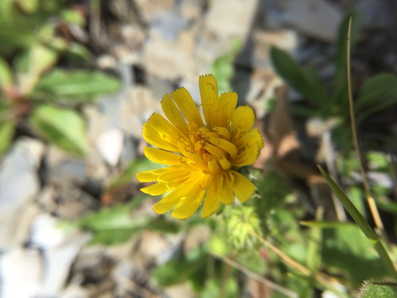 Picris angustifolia subsp. ohwiana