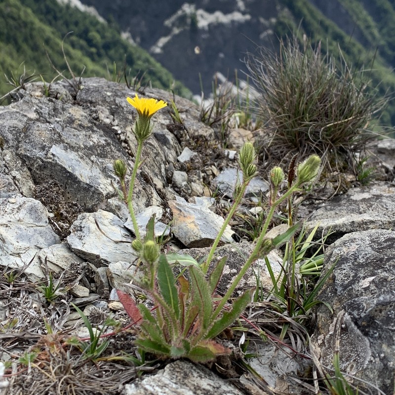 Picris angustifolia subsp. ohwiana photo 2