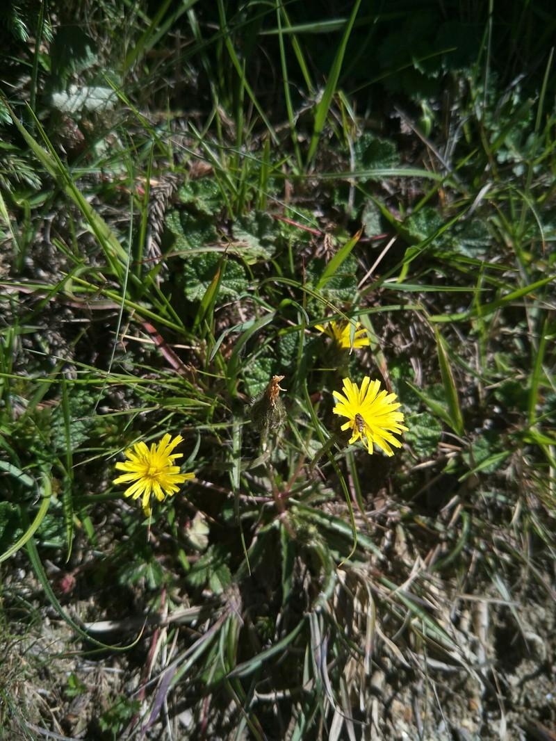 Picris angustifolia subsp. ohwiana photo 3