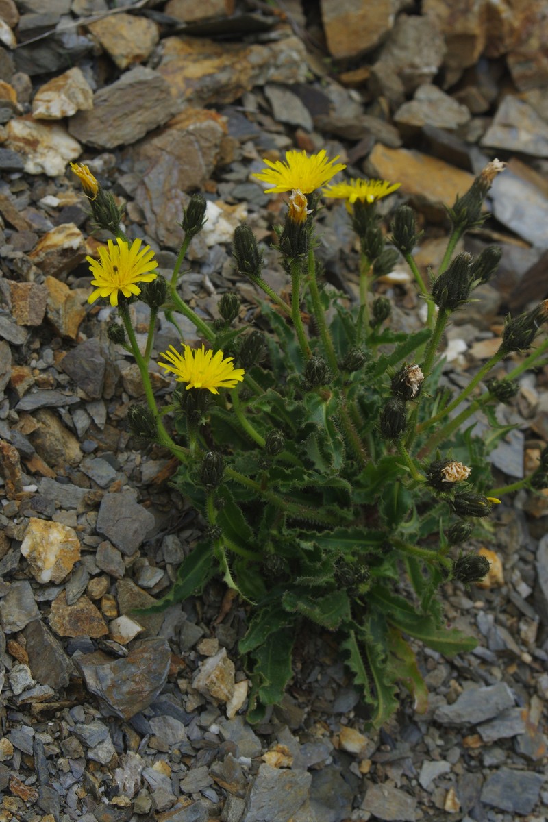 Picris angustifolia subsp. ohwiana photo 4