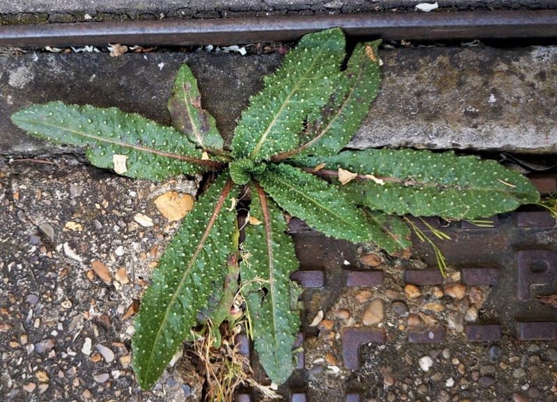 Bristly Oxtongue photo 3