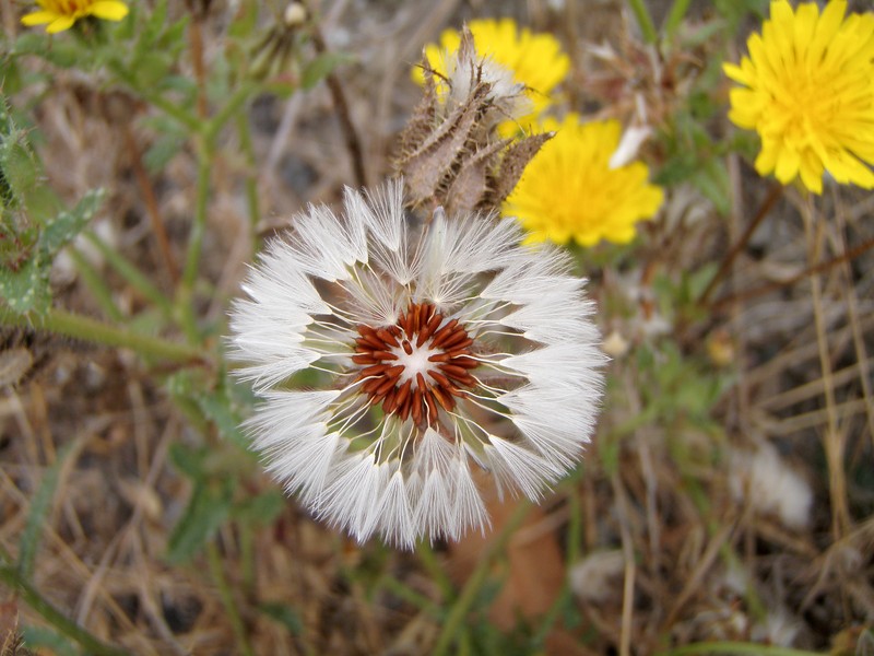 Bristly Oxtongue photo 2