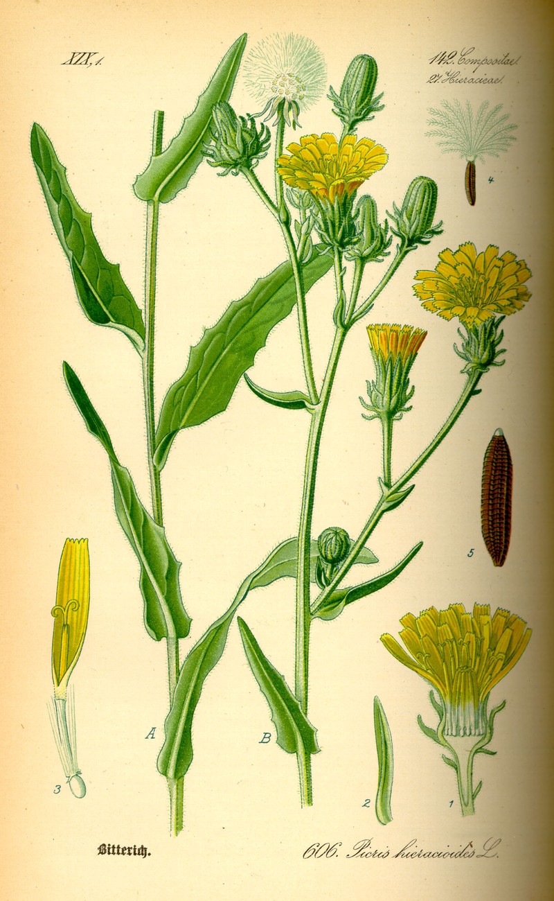 Hawkweed Oxtongue
