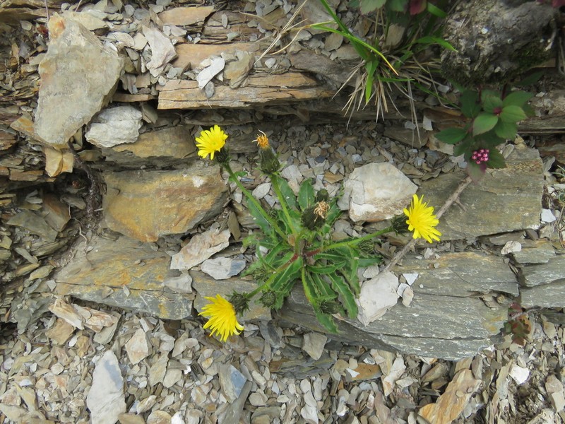 Hawkweed Oxtongue photo 2